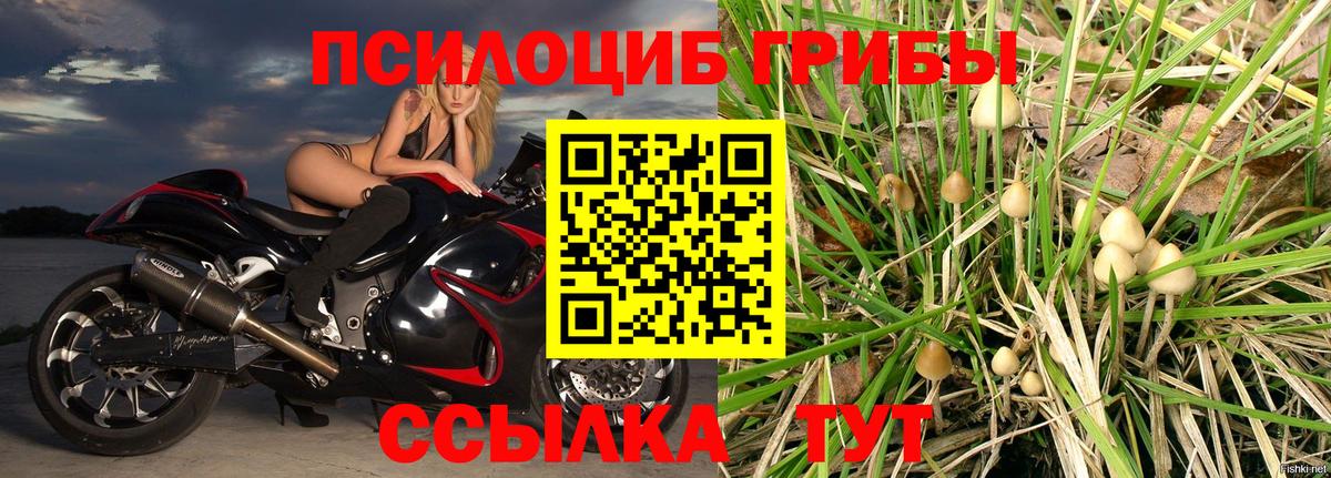 Новосибирск  Галлюциногенные грибы Psilocybe  Вход с VPN 